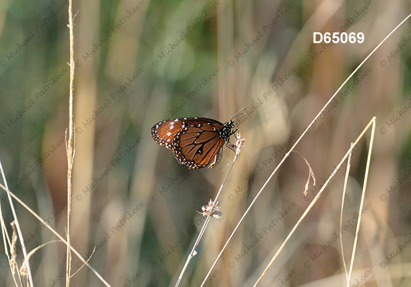 Danaus gilippus